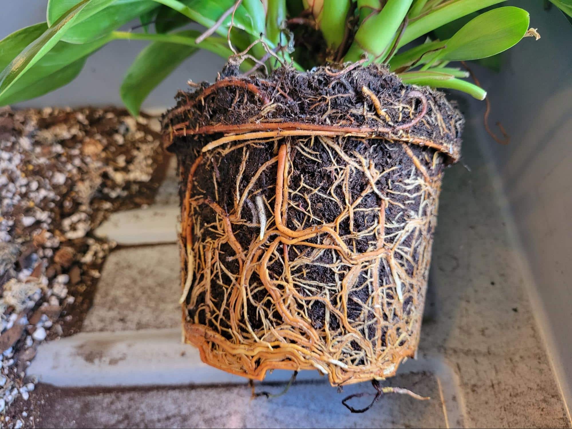 Repotting Philodendron: Step-by-Step Guide (With Pictures)