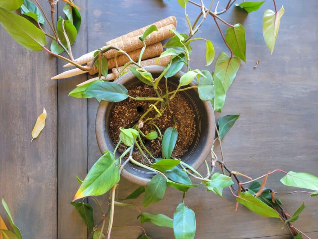 untangle houseplant vines