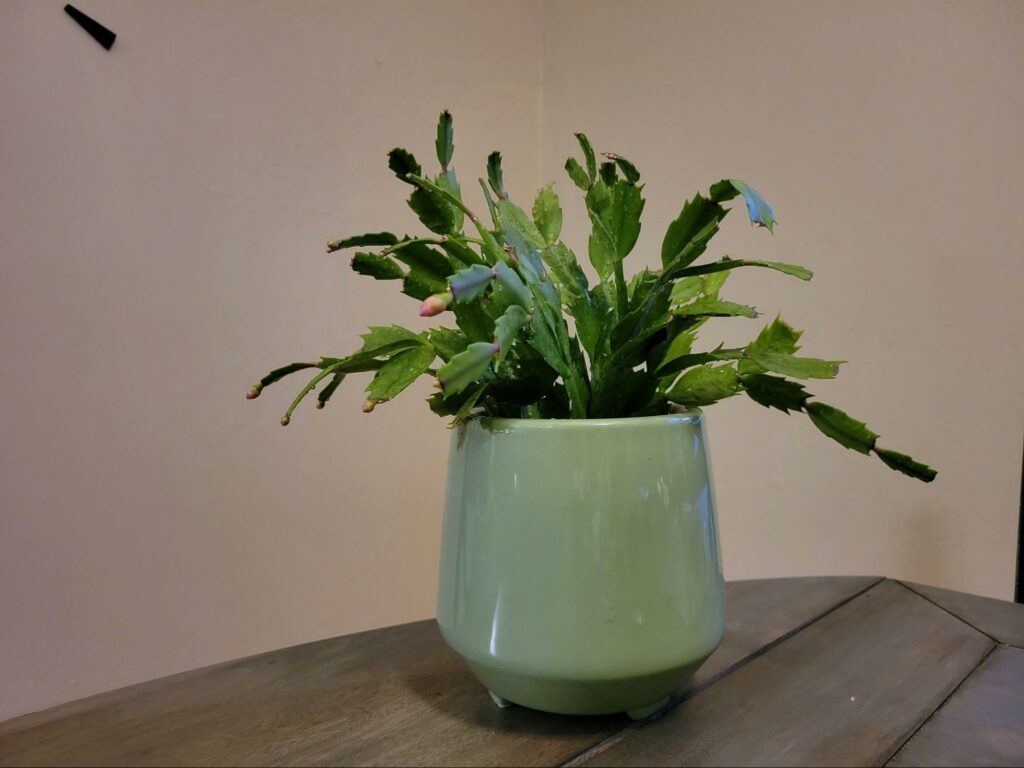 caring for christmas cactus