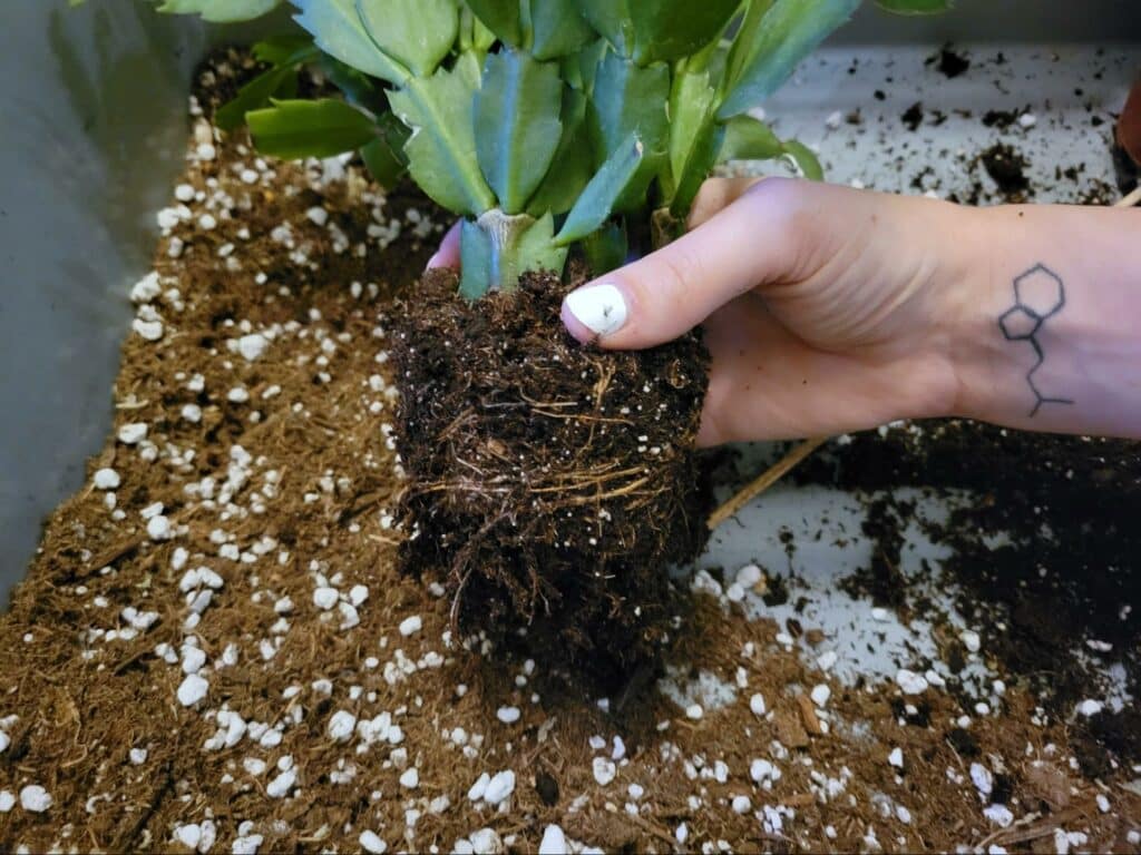 checking christmas cactus roots