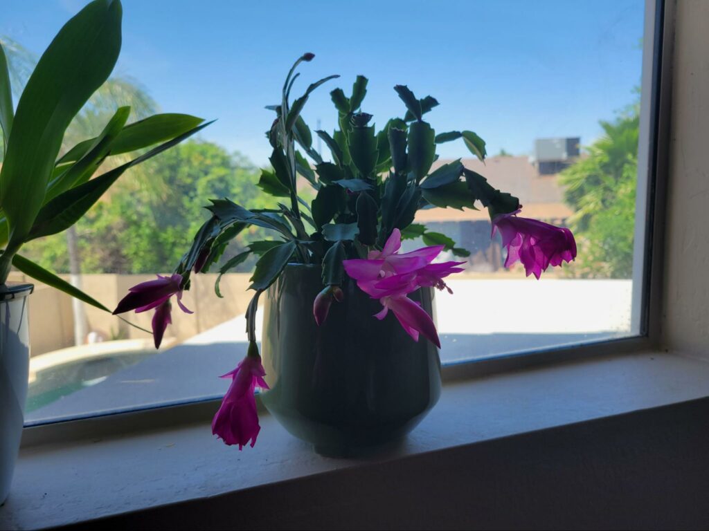 christmas cactus near window