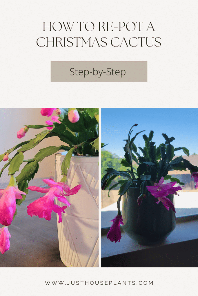 christmas cactus repotting pinterest