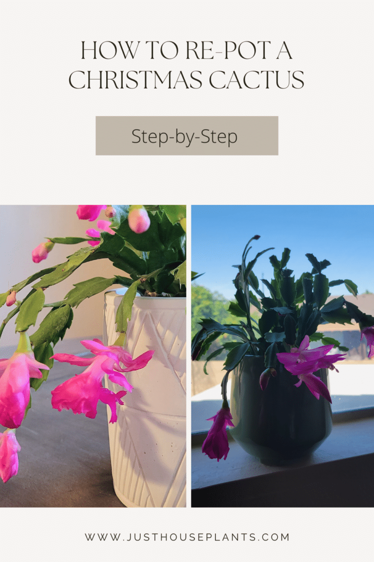 Repotting Christmas Cactus: Step-by-Step Guide  Just Houseplants