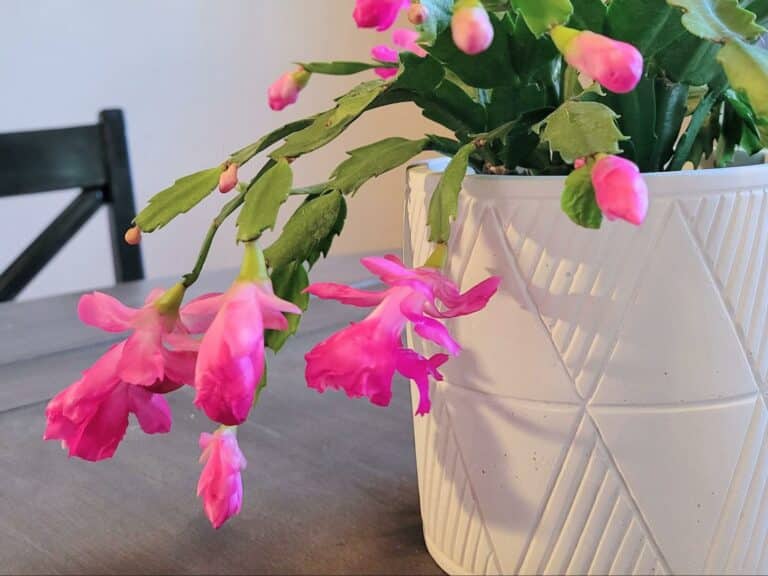 Repotting Christmas Cactus StepbyStep Guide Just Houseplants