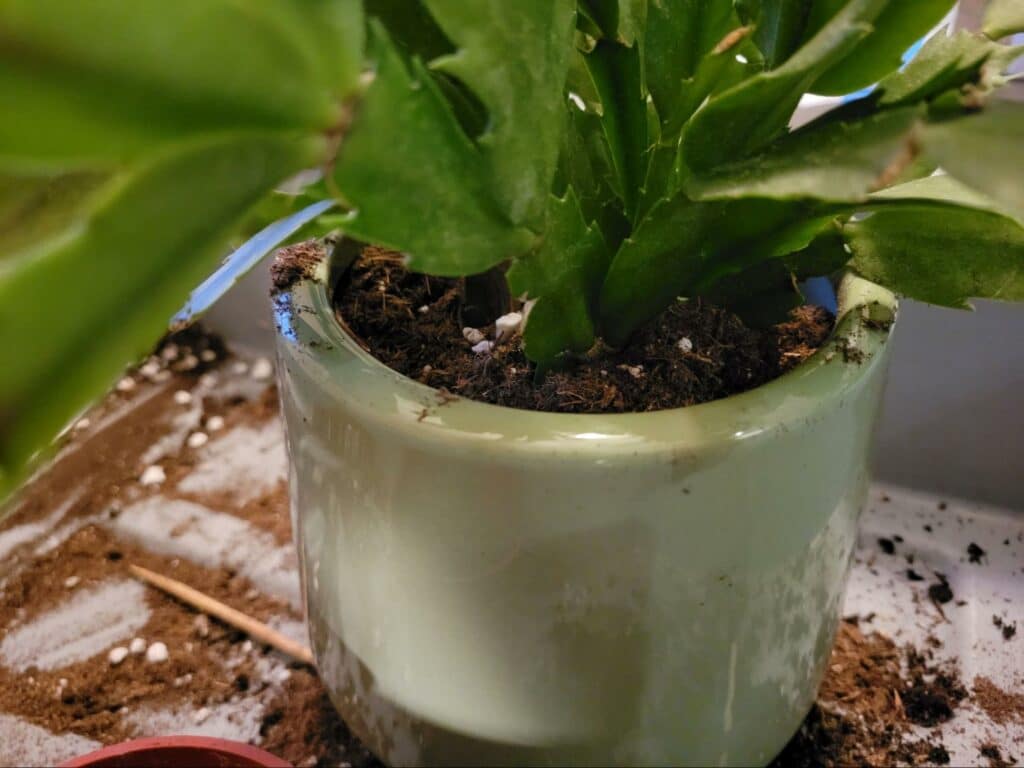 repotting christmas cactus in new pot