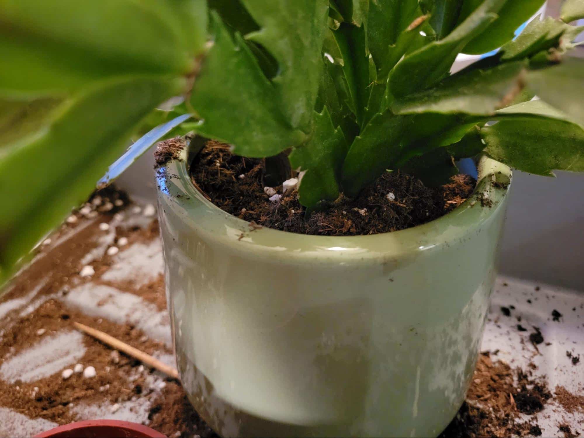 Repot Christmas Cactus 