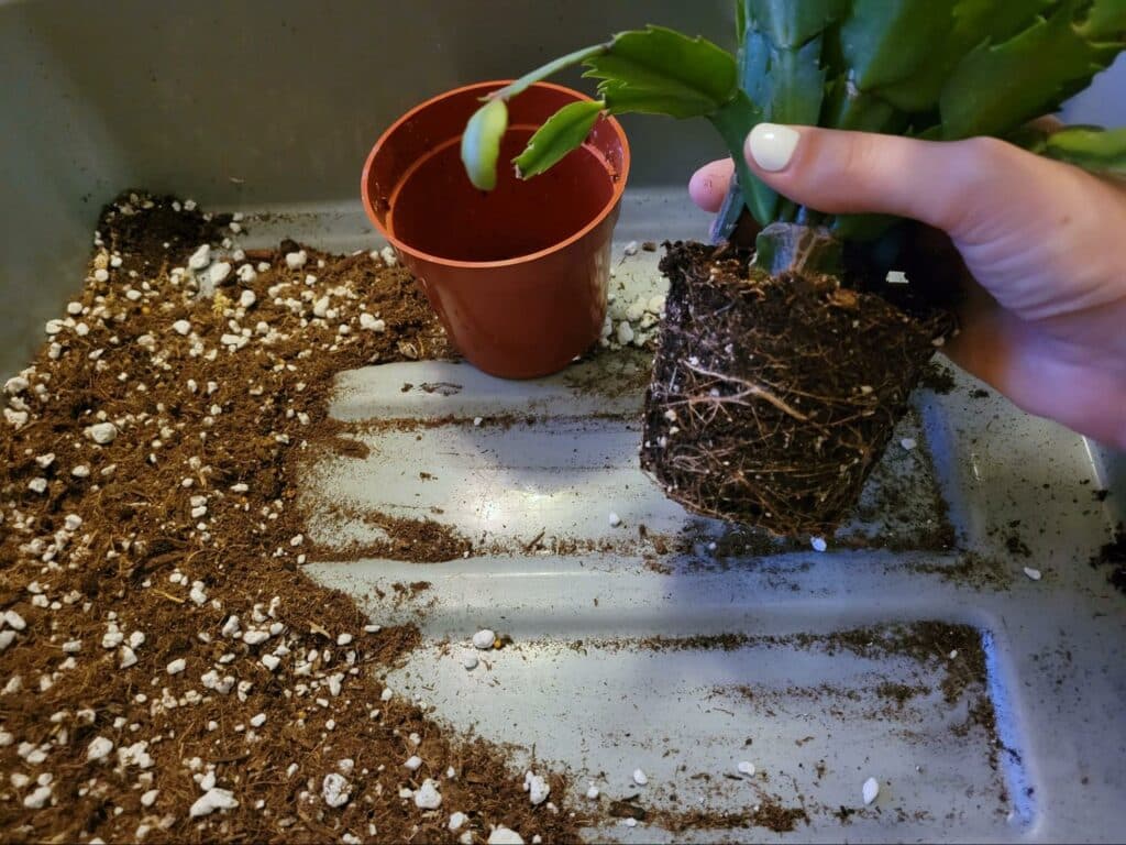 unpotting christmas cactus