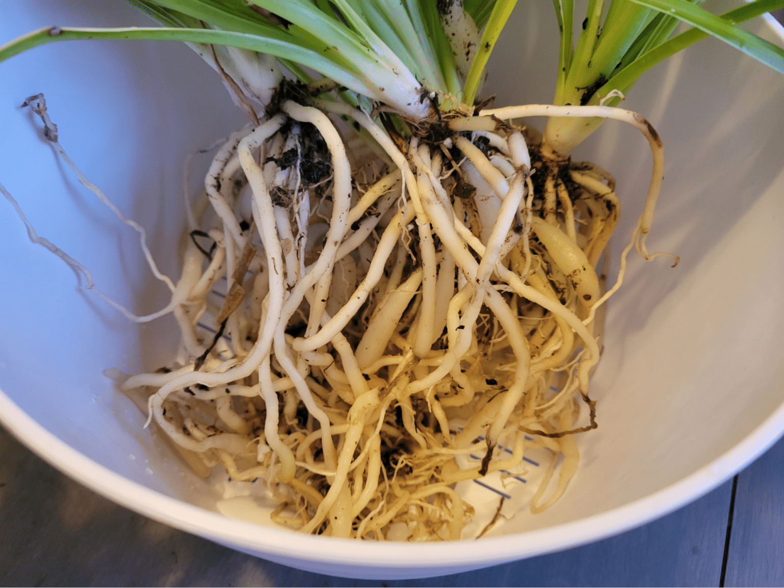 repotting-spider-plant-step-by-step-with-pictures-just-houseplants