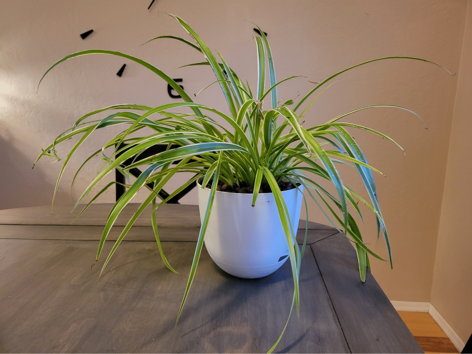Repotting Spider Plant StepbyStep (With Pictures) Just Houseplants