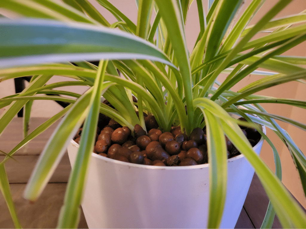 spider plant in pot