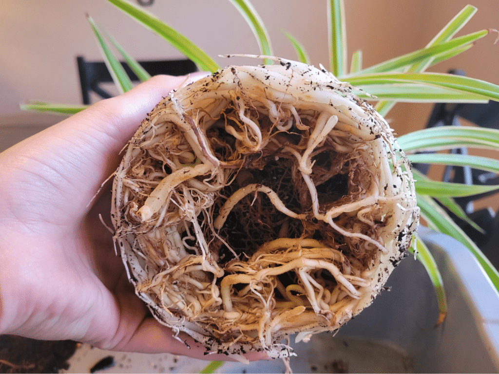 spider plant roots