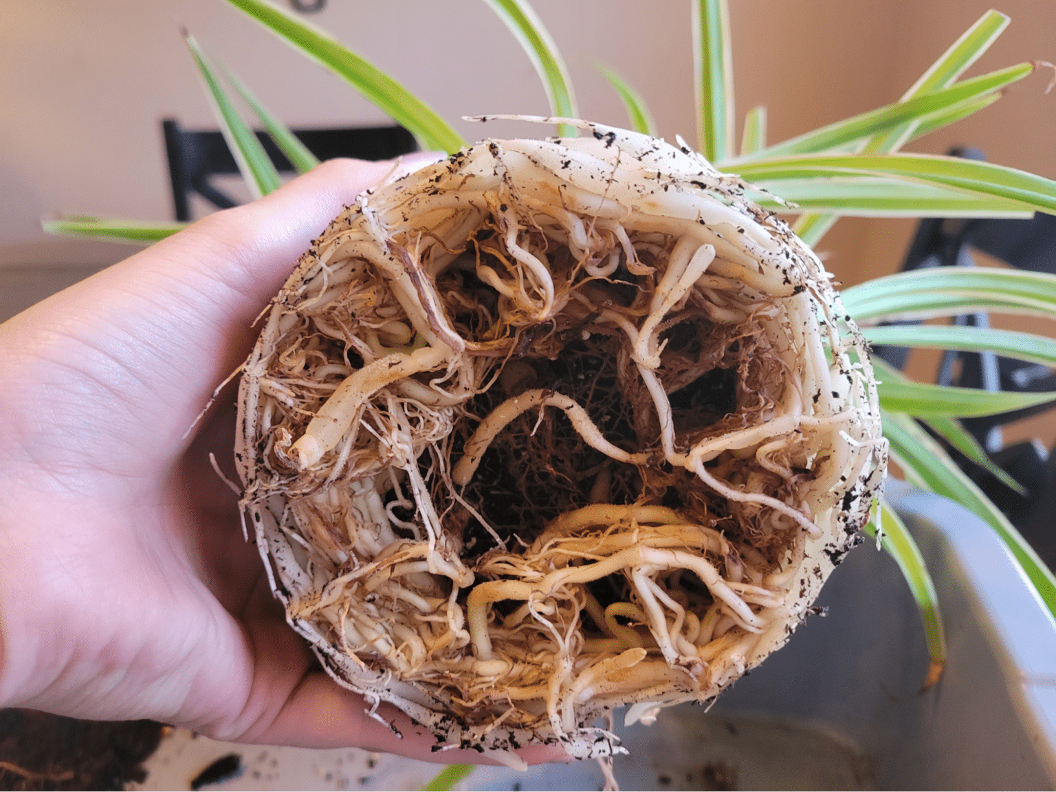 Repotting Spider Plant StepbyStep (With Pictures) Just Houseplants