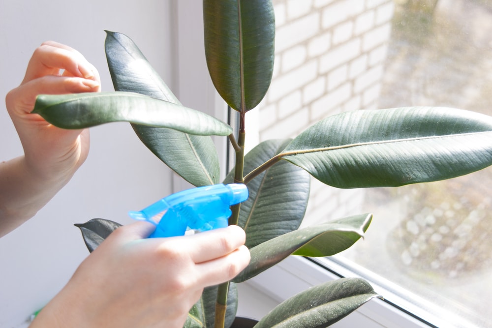 woman spraying neem oil on houseplants